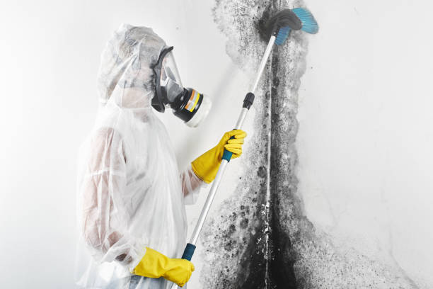 Best Mold Removal for HVAC Installations  in Golden Glades, FL