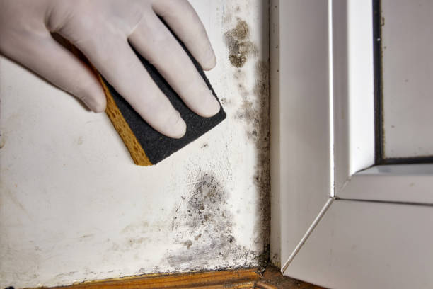 Best Forensic Mold Investigation  in Golden Glades, FL